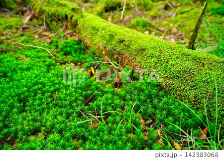 苔の森 142383068
