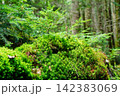 苔の森 142383069