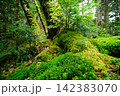 苔の森 142383070