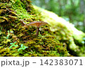 苔の森 142383071