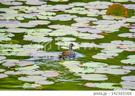 睡蓮の葉が浮かぶ池を泳ぐバンの野鳥風景 睡蓮の葉が浮かぶ池を泳ぐバンの野鳥風景 142383168