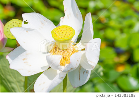 黄色い花托を中心にした白いハスの花のクローズアップ 黄色い花托を中心にした白いハスの花のクローズアップ 142383188