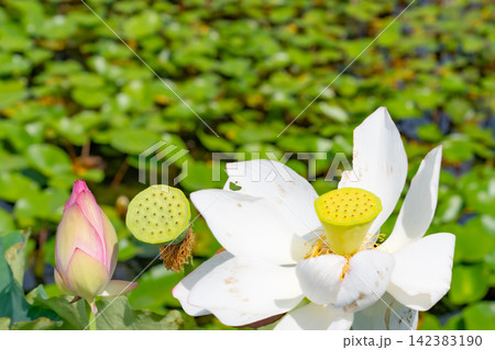 白い蓮の花と桃色のつぼみ・緑の花托が並ぶ夏の池 白い蓮の花と桃色のつぼみ・緑の花托が並ぶ夏の池 142383190