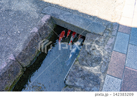 石組みの細い水路を泳ぐ色鮮やかな錦鯉 142383209