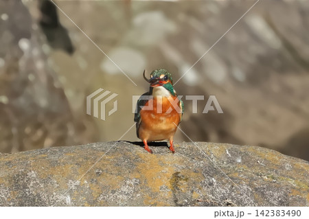 カワセミ カワセミ 142383490