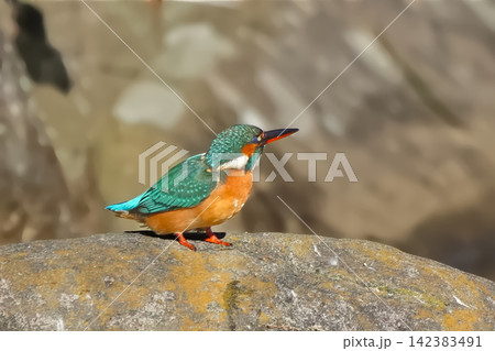 カワセミ カワセミ 142383491