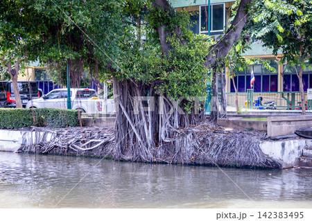 A banyan tree with long, trailing roots growing by the canal A banyan tree with long, trailing roots growing by the canal 142383495