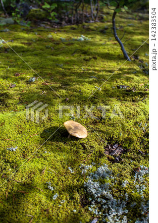Wild birch bolete mushroom (Leccinum scabrum) growing among moss and lichen on the forest floor in Murmansk Region, northern Russia. Edible wild mushroom photographed in its natural boreal forest habi Wild birch bolete mushroom (Leccinum scabrum) growing among moss and lichen on the forest floor in Murmansk Region, northern Russia. Edible wild mushroom photographed in its natural boreal forest habi 142383504