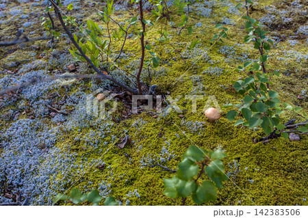 Wild birch bolete mushroom (Leccinum scabrum) growing among moss and lichen on the forest floor in Murmansk Region, northern Russia. Edible wild mushroom photographed in its natural boreal forest habi Wild birch bolete mushroom (Leccinum scabrum) growing among moss and lichen on the forest floor in Murmansk Region, northern Russia. Edible wild mushroom photographed in its natural boreal forest habi 142383506