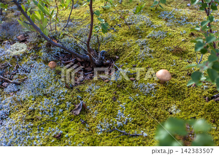 Wild birch bolete mushroom (Leccinum scabrum) growing among moss and lichen on the forest floor in Murmansk Region, northern Russia. Edible wild mushroom photographed in its natural boreal forest habi 142383507