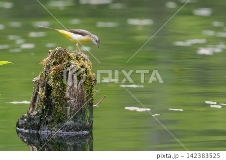 高原の池で餌を探すキセキレイの雌 高原の池で餌を探すキセキレイの雌 142383525