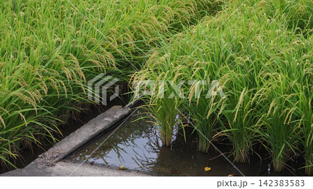 コメ(稲作)イメージ (rice field image) コメ(稲作)イメージ (rice field image) 142383583