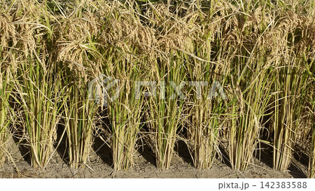 コメ(稲作)イメージ (rice field image) コメ(稲作)イメージ (rice field image) 142383588