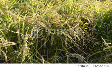 コメ(稲作)イメージ (rice field image) 142383590