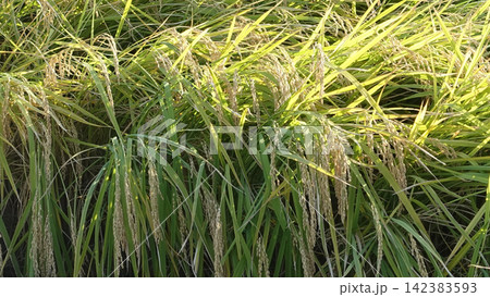 コメ(稲作)イメージ (rice field image) 142383593