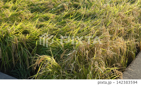 コメ(稲作)イメージ (rice field image) コメ(稲作)イメージ (rice field image) 142383594
