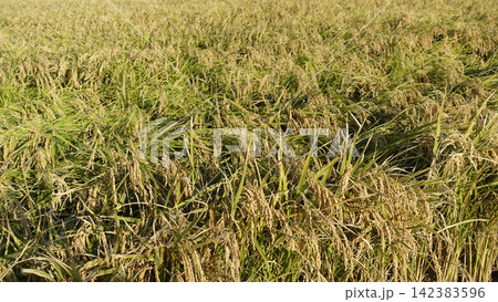 コメ(稲作)イメージ (rice field image) 142383596