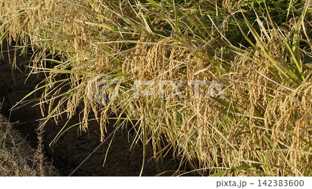 コメ(稲作)イメージ (rice field image) コメ(稲作)イメージ (rice field image) 142383600