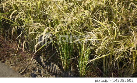 コメ(稲作)イメージ (rice field image) コメ(稲作)イメージ (rice field image) 142383603