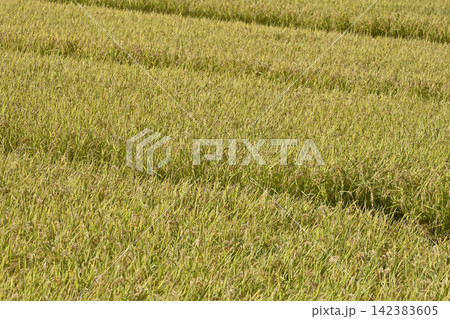 コメ(稲作)イメージ (rice field image) コメ(稲作)イメージ (rice field image) 142383605