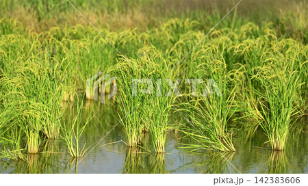 コメ(稲作)イメージ (rice field image) コメ(稲作)イメージ (rice field image) 142383606