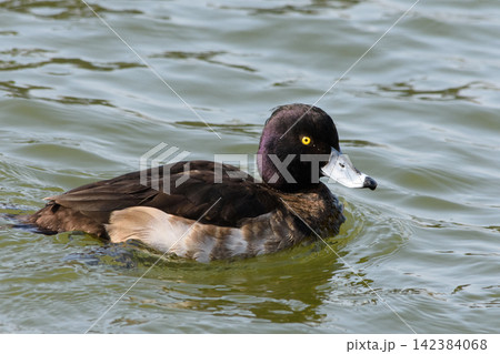 A male black duck swimming in murky green water near a calm environment A male black duck swimming in murky green water near a calm environment 142384068
