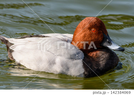 A detailed male American wigeon duck in water, with meticulously detailed feathers and subdued lighting A detailed male American wigeon duck in water, with meticulously detailed feathers and subdued lighting 142384069
