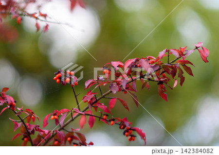 A close-up macro photograph showcasing a slender branch with numerous bright red berries on an ornamental or wild shrub against a softly blurred background 142384082