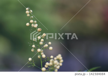 A slender upright stem covered in numerous pale yellowish-white berries arranged in clusters along its surface A slender upright stem covered in numerous pale yellowish-white berries arranged in clusters along its surface 142384084