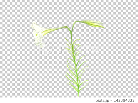 水彩で描いた白い百合の花のイラスト素材【手描き】白バック 切り抜き コピースペースあり 142384335