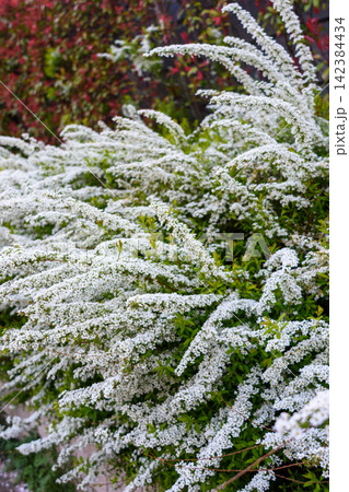 A lush, vibrant bush in full bloom, with white flowers densely packed on thin stems A lush, vibrant bush in full bloom, with white flowers densely packed on thin stems 142384434