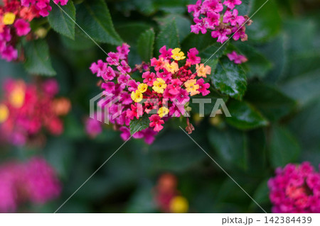 A vibrant cluster of Lantana flowers in full bloom against lush green foliage 142384439