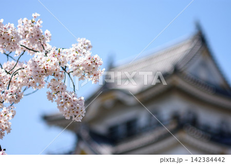 A serene spring scene featuring delicate cherry blossoms against a blurry traditional Japanese castle backdrop A serene spring scene featuring delicate cherry blossoms against a blurry traditional Japanese castle backdrop 142384442