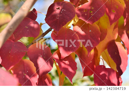 紅葉(ナンキンハゼ/なんきんはぜ/南京櫨) 紅葉(ナンキンハゼ/なんきんはぜ/南京櫨) 142384719