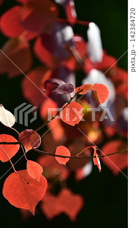 紅葉(ナンキンハゼ/なんきんはぜ/南京櫨) 紅葉(ナンキンハゼ/なんきんはぜ/南京櫨) 142384720