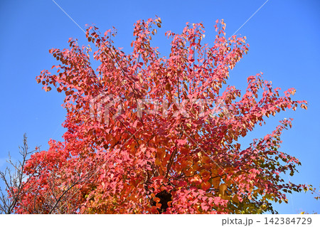 紅葉(ナンキンハゼ/なんきんはぜ/南京櫨) 紅葉(ナンキンハゼ/なんきんはぜ/南京櫨) 142384729
