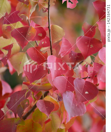 紅葉(ナンキンハゼ/なんきんはぜ/南京櫨) 紅葉(ナンキンハゼ/なんきんはぜ/南京櫨) 142384731