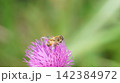 アザミの蜜を吸うハナアブ 142384972