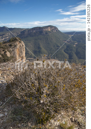 Bush growing on rocky mountain cliff landscape 142385226