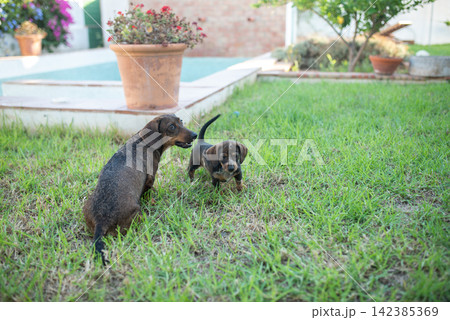 Two playful dachshund puppies exploring a green lawn near a flower pot and swimming pool in a sunny backyard setting Two playful dachshund puppies exploring a green lawn near a flower pot and swimming pool in a sunny backyard setting 142385369