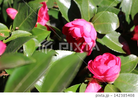 冬の花　いろどり　つばさ 142385408