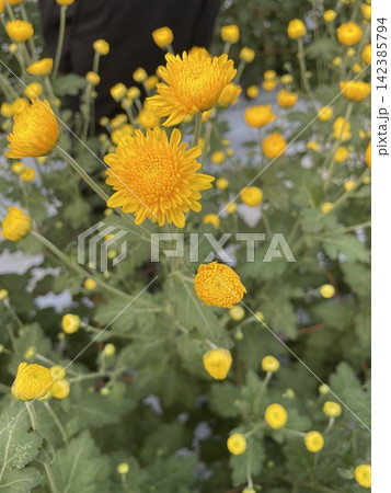 黄色い小菊 黄色い小菊 142385794