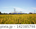 刈り取り間直の稲とロ－カル電車 142385798