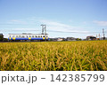 刈り取り間直の稲とロ－カル電車 142385799
