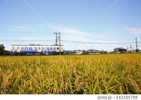 刈り取り間直の稲とロ－カル電車 142385799