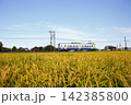 刈り取り間直の稲とロ－カル電車 142385800
