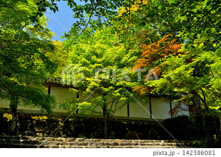 京都・嵯峨野　二尊院 142386081