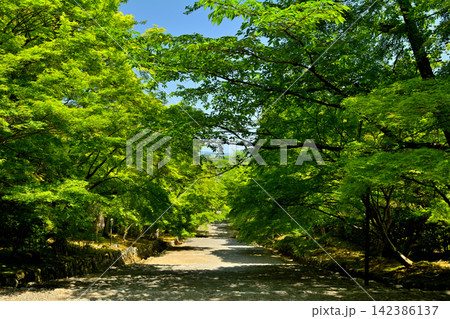 京都・嵯峨野 二尊院 京都・嵯峨野 二尊院 142386137