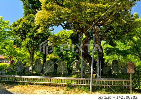 京都・嵯峨野 大覚寺 京都・嵯峨野 大覚寺 142386282