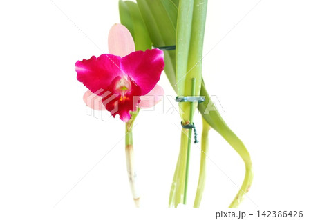 カトレア　濃いピンクと薄いピンクの花　明るい背景 142386426